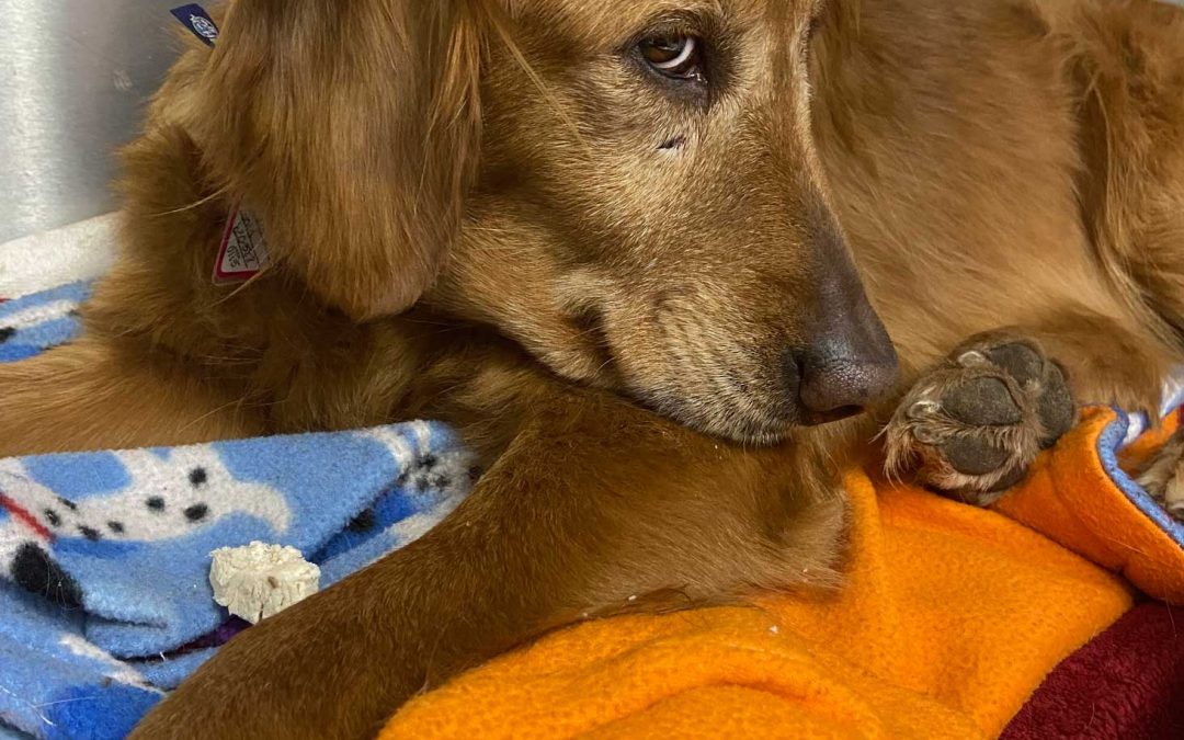 Bumble Bee comes home