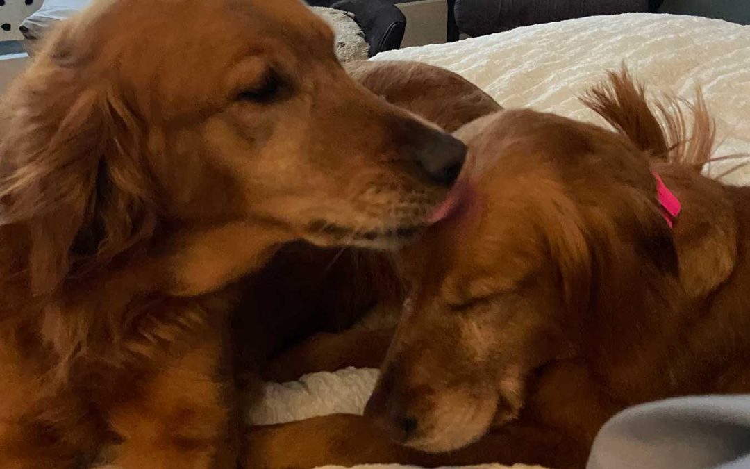 Beatrice Protects Millie